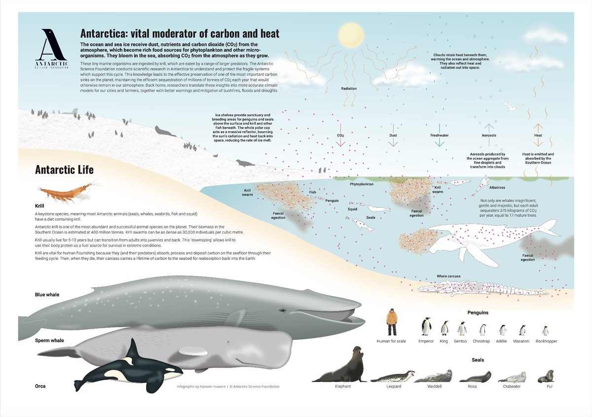 'Those Krill really tie the ocean together, do they not?' Today we celebrate the first #WorldKrillDay recognising this vital and mighty little creature. Krill remind us of our deep connection with Antarctica as we consider future paths for life on our planet. #Antarctica 🇦🇶