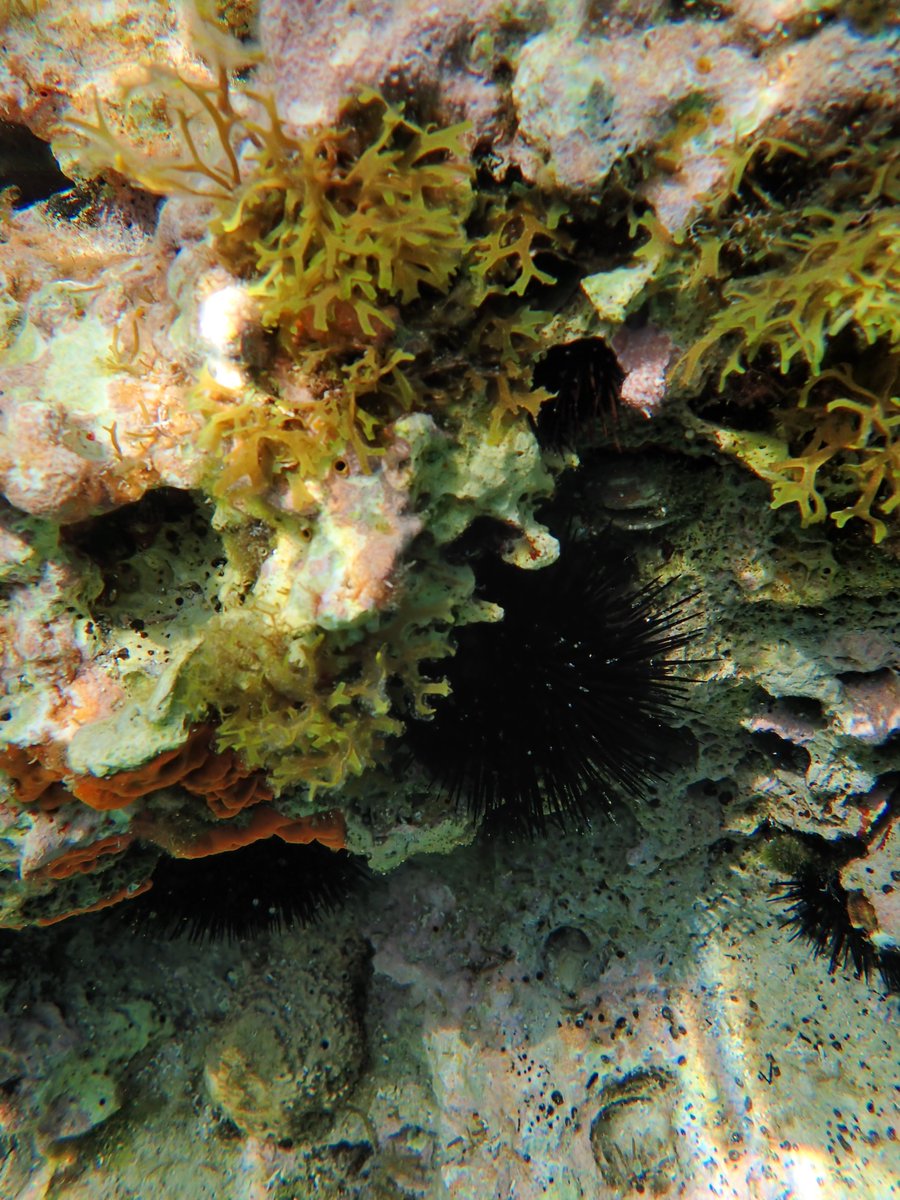 Dictyota dichotoma #AdriaticSea #underwaterphotography #phycologyfriday