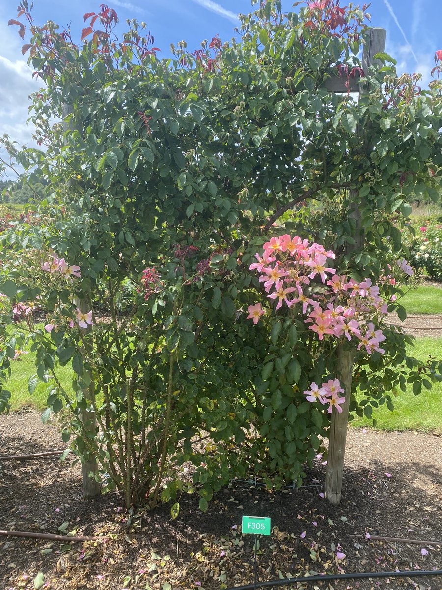 Emma Allen tweet media