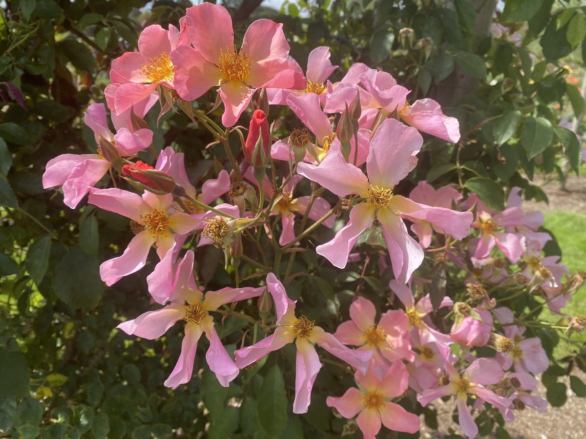 A challenging day at the office, having to chose my favourite rose <a href="/RochfordGardens/">Rochfords</a>  so
difficult to decide but this clematis lookalike with a delicate scent won in the end for me.