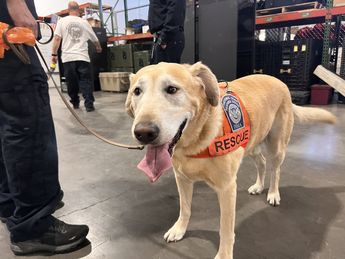 His name is Dee and he's a FEMA search-and-rescue dog from Las Vegas on his way to help find victims of the Maui fires. Thank you <a href="/ClarkCountyNV/">Clark County Nevada</a>.