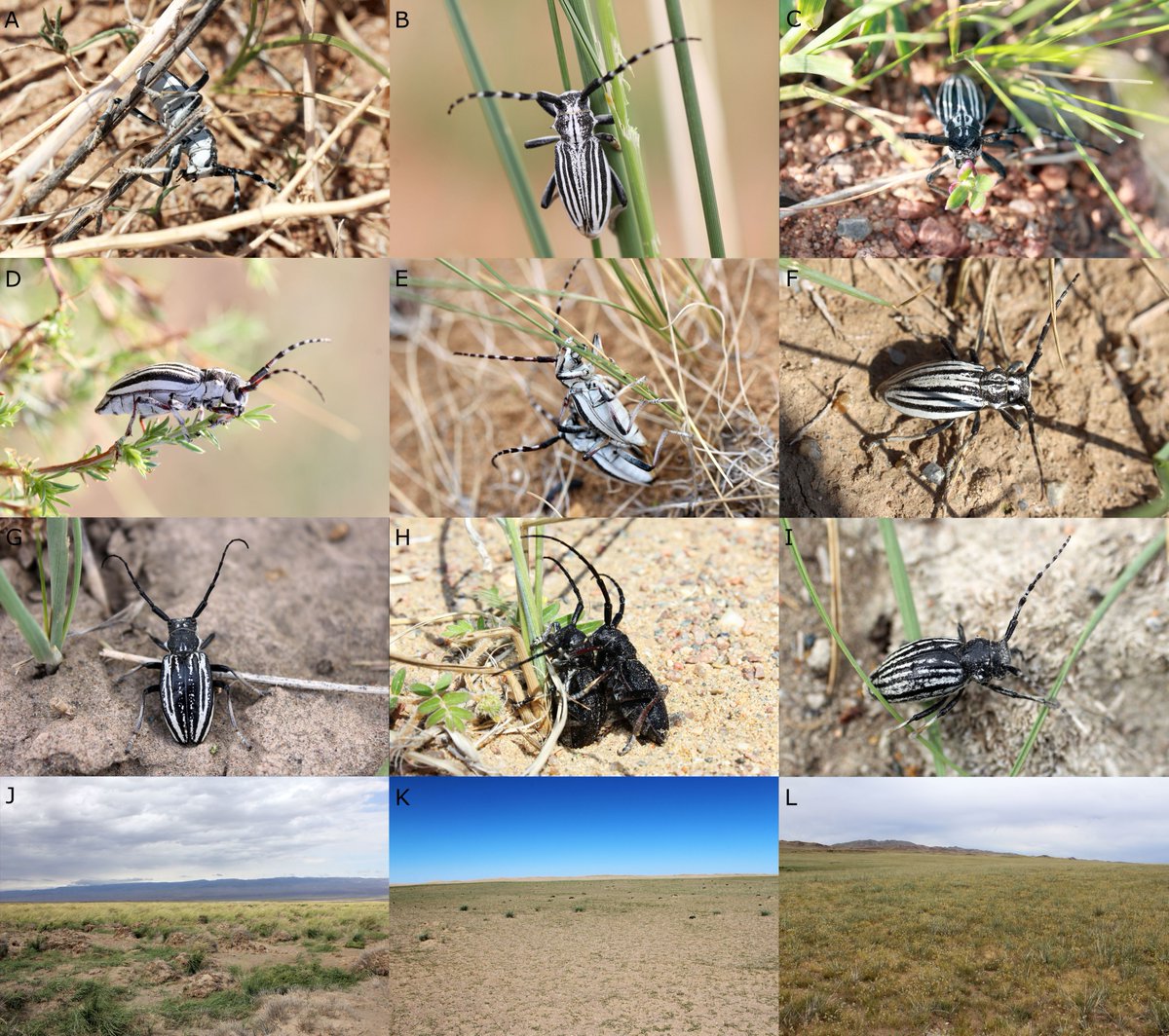 PhD Student Position – Longhorned beetle phylogenetics and ring speciation
Museum and Institute of Zoology, Polish Academy of Sciences in Warsaw, Poland
esc-sec.ca/opportunities-…