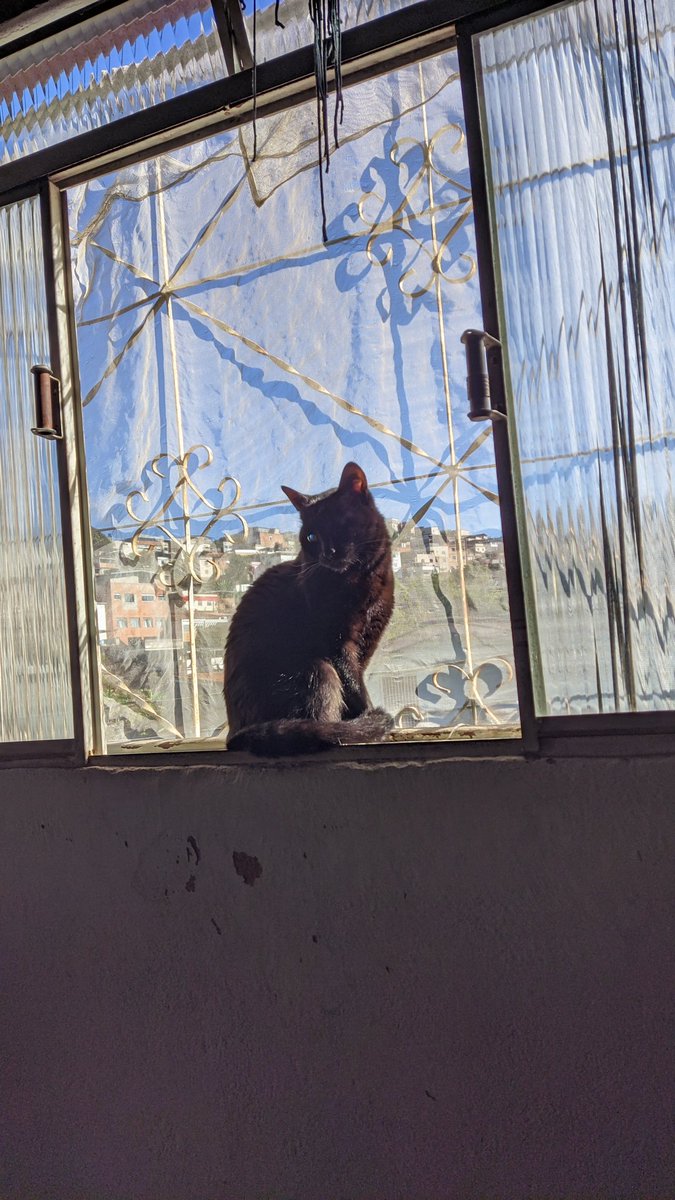 Nlaier's tweet photo. A gata mais linda desse universo inteiro https://t.co/8AL7v3AtxD