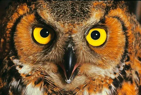 4wildplaces's tweet photo. “When I look into the eyes of an animal, I do not see an animal. I see a living being. I see a friend. I feel a soul.”
- Anthony Douglas Williams
.
📸 Great Horned Owl, Paul Willis
.
#wildlifephotography#owls#naturequotes https://t.co/8lBWiuGwwO