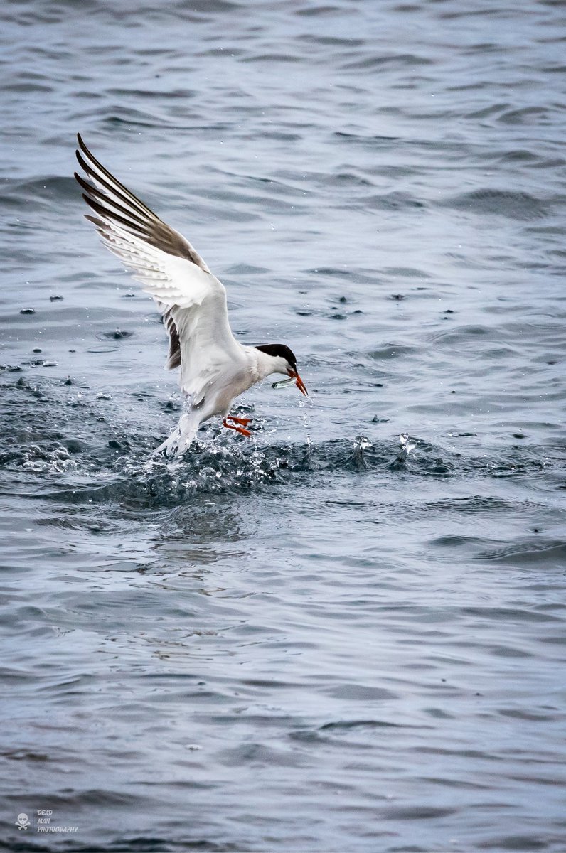 AzorPhotoZombie's tweet photo. Garajau
#birdphotography #wildlifephotography #Canon #Canon7dMarkII #Sigma #Sigma150600sport https://t.co/1ySW2y9h03
