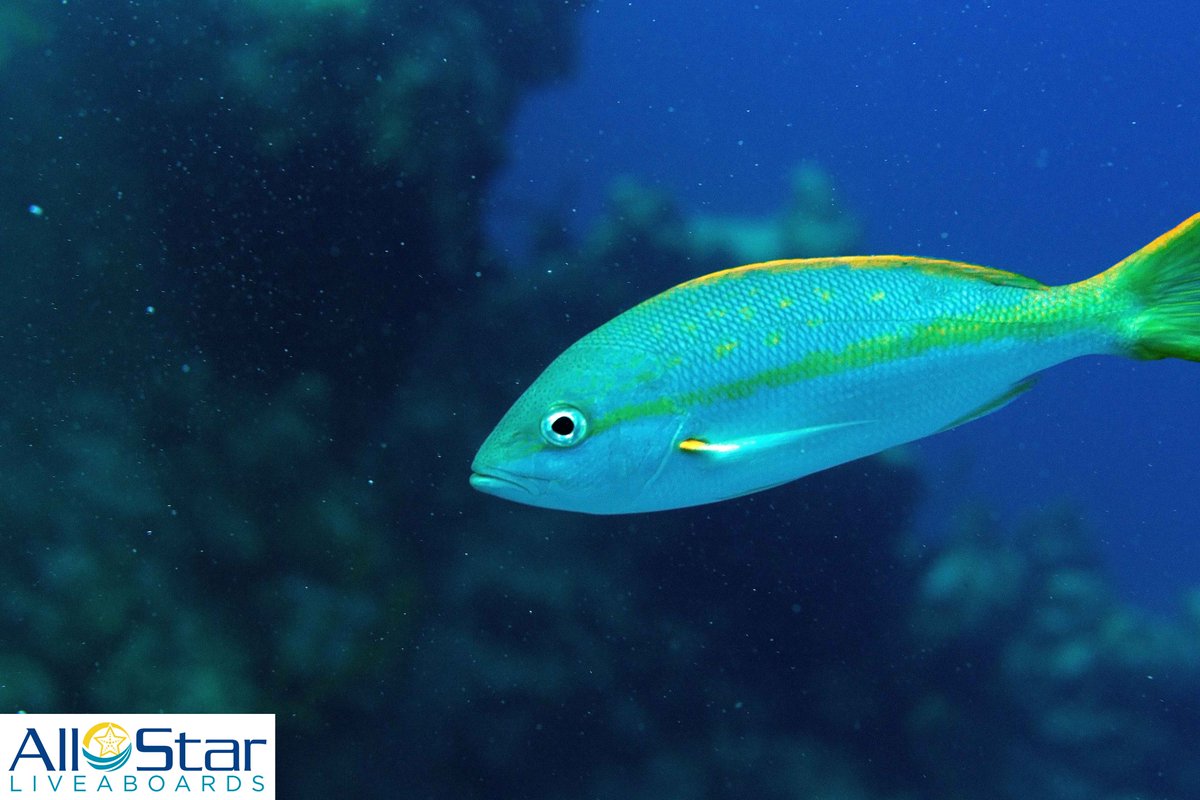 DiveASL's tweet photo. Creature Feature Friday!!! ๐ค๐๐ค Yellow Snapper
Like dots of yellow sunshine underwater, yellow snappers are always a delight for divers to see. This one is from the Bahamas.
๐ทJames Booth
#creaturefeaturefriday #allstarliveaboards #yellowsnapper #bahamas https://t.co/yWiHQO5yjZ