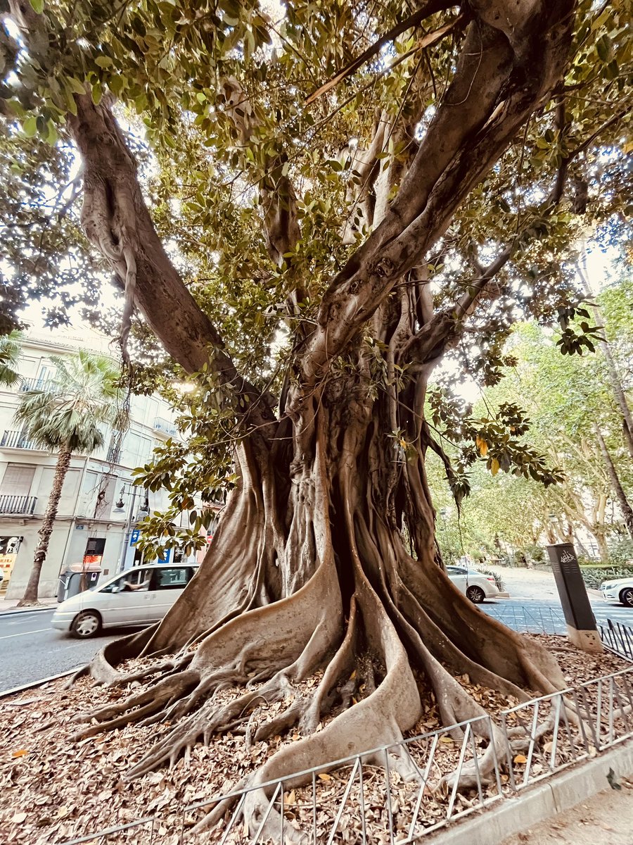 nymanista's tweet photo. @campbellclaret Tree of the Day? https://t.co/0VQA7YZzgB