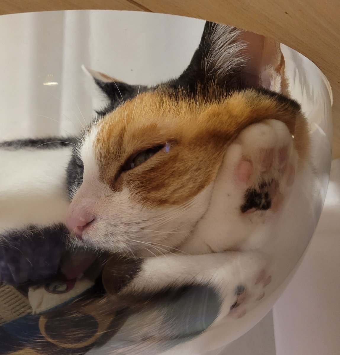 pushu_gubi's tweet photo. しもしも〜？

#猫 #三毛 #保護猫 #ハチワレ #猫がいる幸せ https://t.co/6VJ0DXfNMX