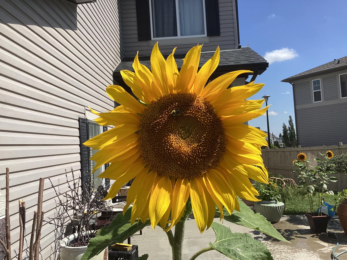 Sunflower growing in Calgary, Canada during The Big Sunflower Project 2023.    
#TheBigSunflowerProject #Sunflowers #GrowASunflower #Centronuclear #CentronuclearMyopathy #Myotubular #MyotubularMyopathy #CentronuclearMyopathies #NeuromuscularDisease #RareDisease #RareDiseases