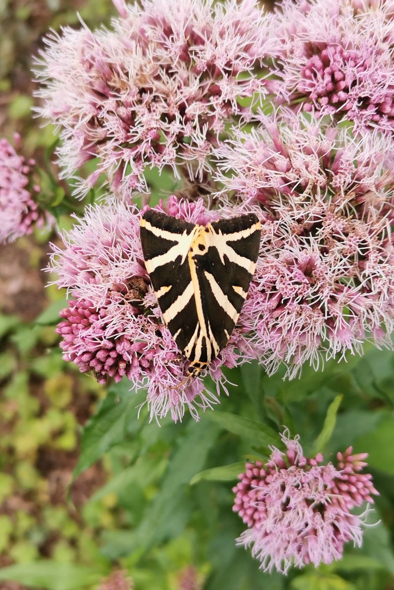 BathnesParks's tweet photo. Quiz time - can you name all four of these visitors to the #botanicalgardensbath
#letsgetbuzzing ? https://t.co/v7cAYkHVem