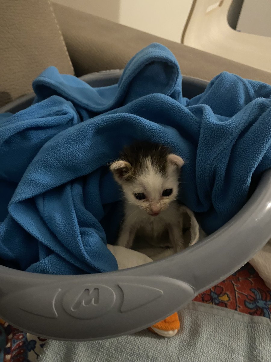 come fate ad abbandonare una craturina senza sentirvi in colpa?