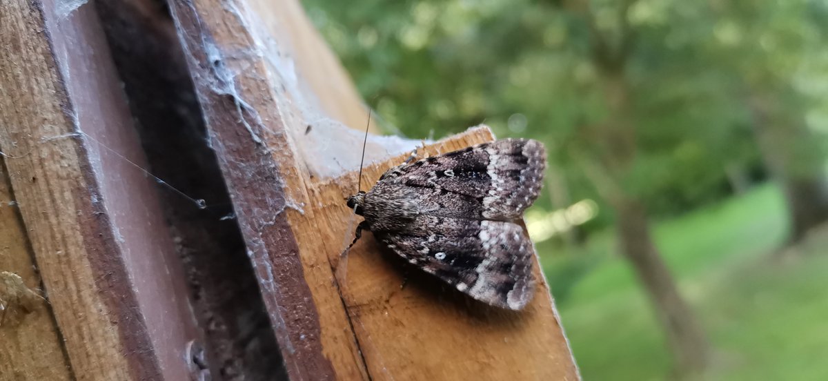 BathnesParks's tweet photo. Quiz time - can you name all four of these visitors to the #botanicalgardensbath
#letsgetbuzzing ? https://t.co/v7cAYkHVem