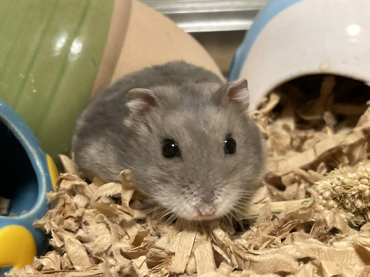 hlUutqn1jmsFbvW's tweet image. ハムスターにネコチュールを食べさせてはいけない。Don't let hamsters eat cat tulle. #バターちゃん🧈 #MsMa... youtu.be/llQ1Ud7XGQ4 @YouTubeより