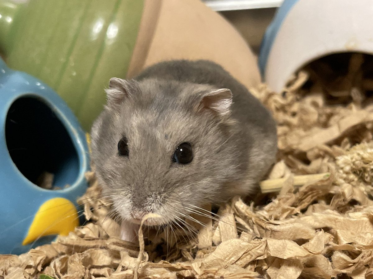 hlUutqn1jmsFbvW's tweet image. ハムスターにネコチュールを食べさせてはいけない。Don't let hamsters eat cat tulle. #バターちゃん🧈 #MsMa... youtu.be/llQ1Ud7XGQ4 @YouTubeより