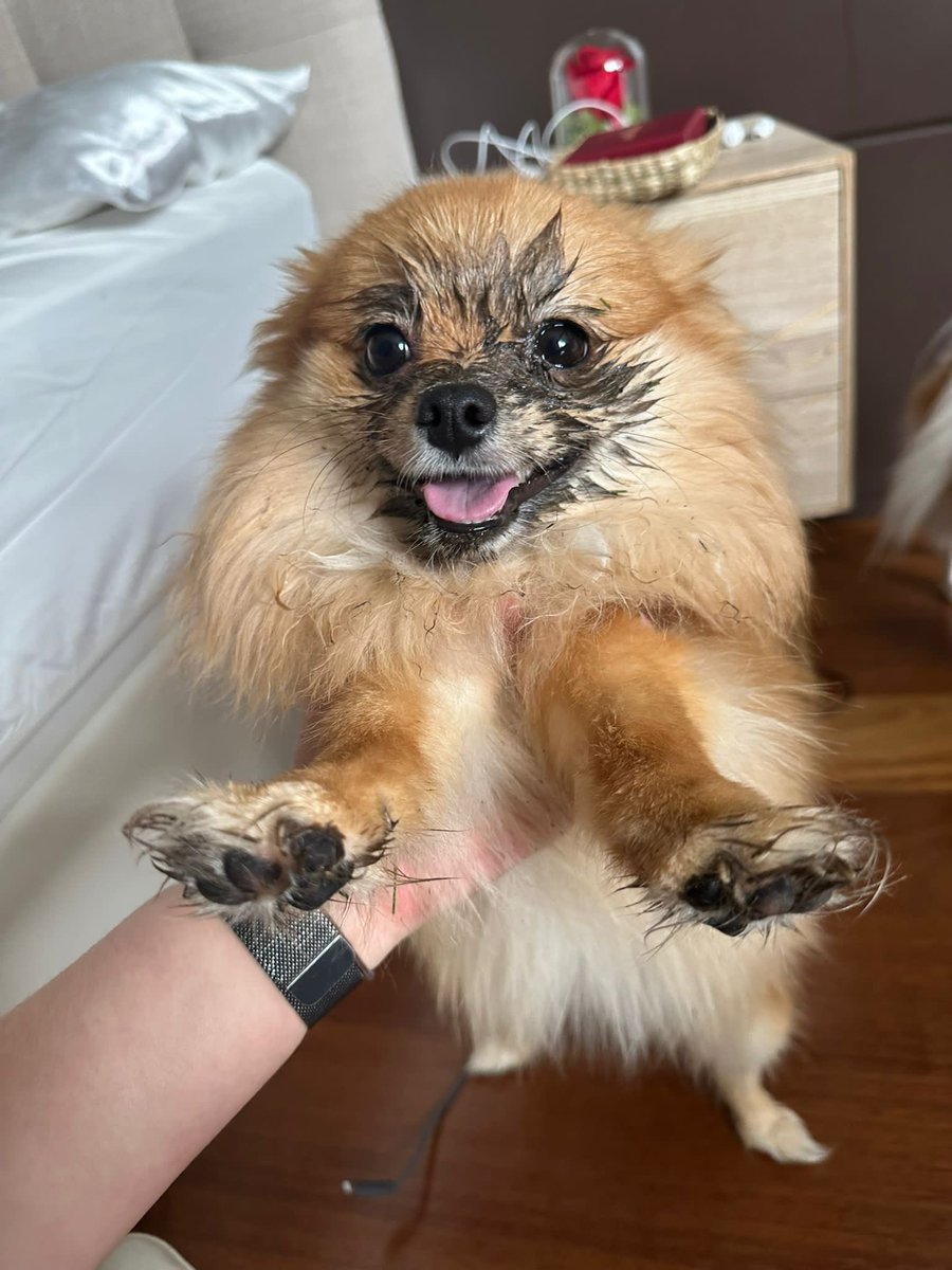 ¿Y tus perros son tranquilos? 

Bueno…