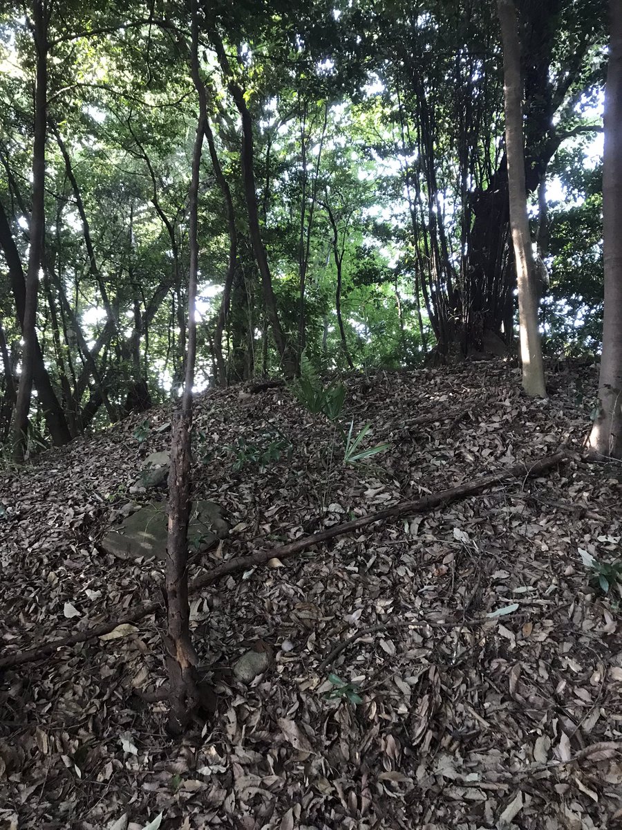 keizo_ohsima's tweet photo. 自宅からすぐのところにある山？ひょっとして古墳？セミの声がうるさいけど、ちょっと入れば、外に比べてずいぶん涼しい https://t.co/Cu9SjwJ8lY