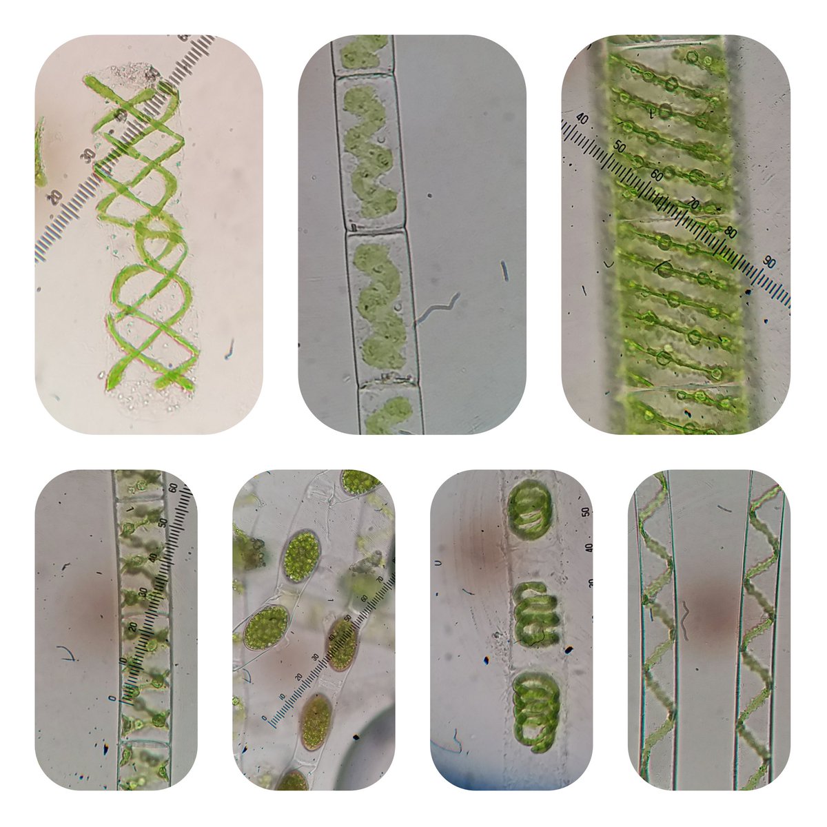 Variety of Fresh water Spirogyra with Distinct Chloroplasts!
#phycologyfriday 
#algae