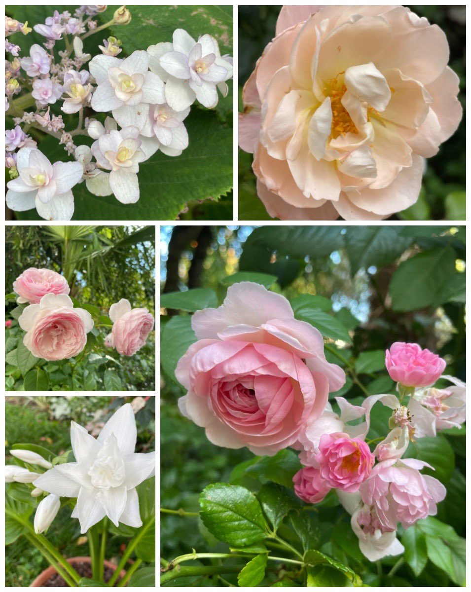 nath_et_isis's tweet photo. Happy #FlowersOnFriday !
Hydrangea involucrata Tokado Yama, Rosa Abbaye de Maubuisson, Rosa Olivia Rose Austin, Hosta plantaginea grandiflora, Rosa O.R. Austin with Rosa Auberge de L’Il.
#Flowers #Roses #flowerhunting #mygarden #gardening #flowersaddict https://t.co/v1qbvlUVVY
