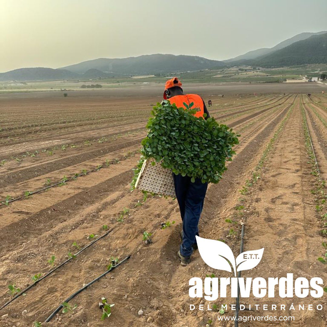 agriverdes's tweet photo. #Buenosdias,  continuamos con el inicio de la campaña de plantaciones 🌱 realizando las tareas de #plantación de #brócoli 🥦 con nuestro personal de puesta a disposición de nuestros #clientes con el compromiso del #trabajo bien hecho. #agricultura #campo #empleo https://t.co/fkhrQEtouV