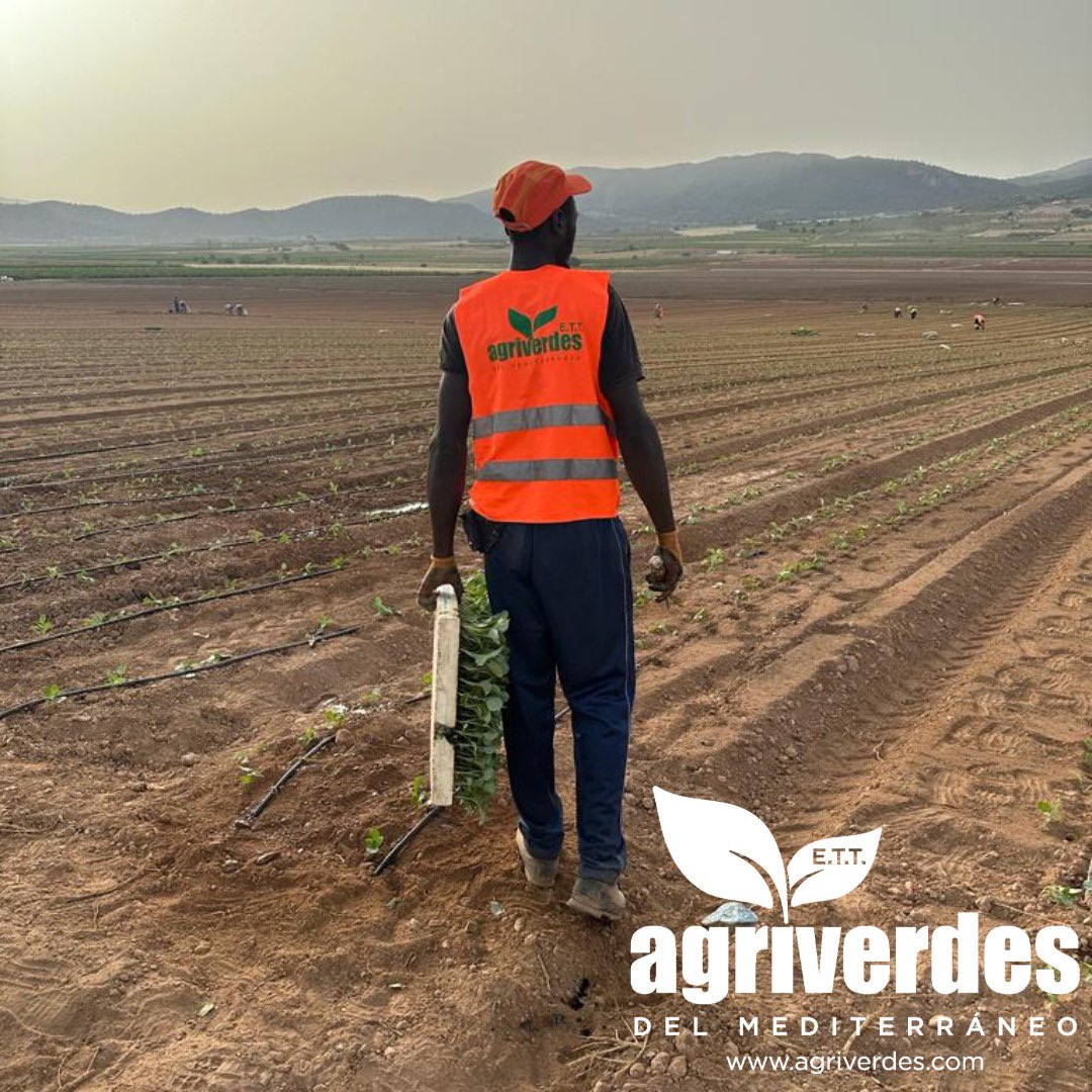 agriverdes's tweet photo. #Buenosdias,  continuamos con el inicio de la campaña de plantaciones 🌱 realizando las tareas de #plantación de #brócoli 🥦 con nuestro personal de puesta a disposición de nuestros #clientes con el compromiso del #trabajo bien hecho. #agricultura #campo #empleo https://t.co/fkhrQEtouV