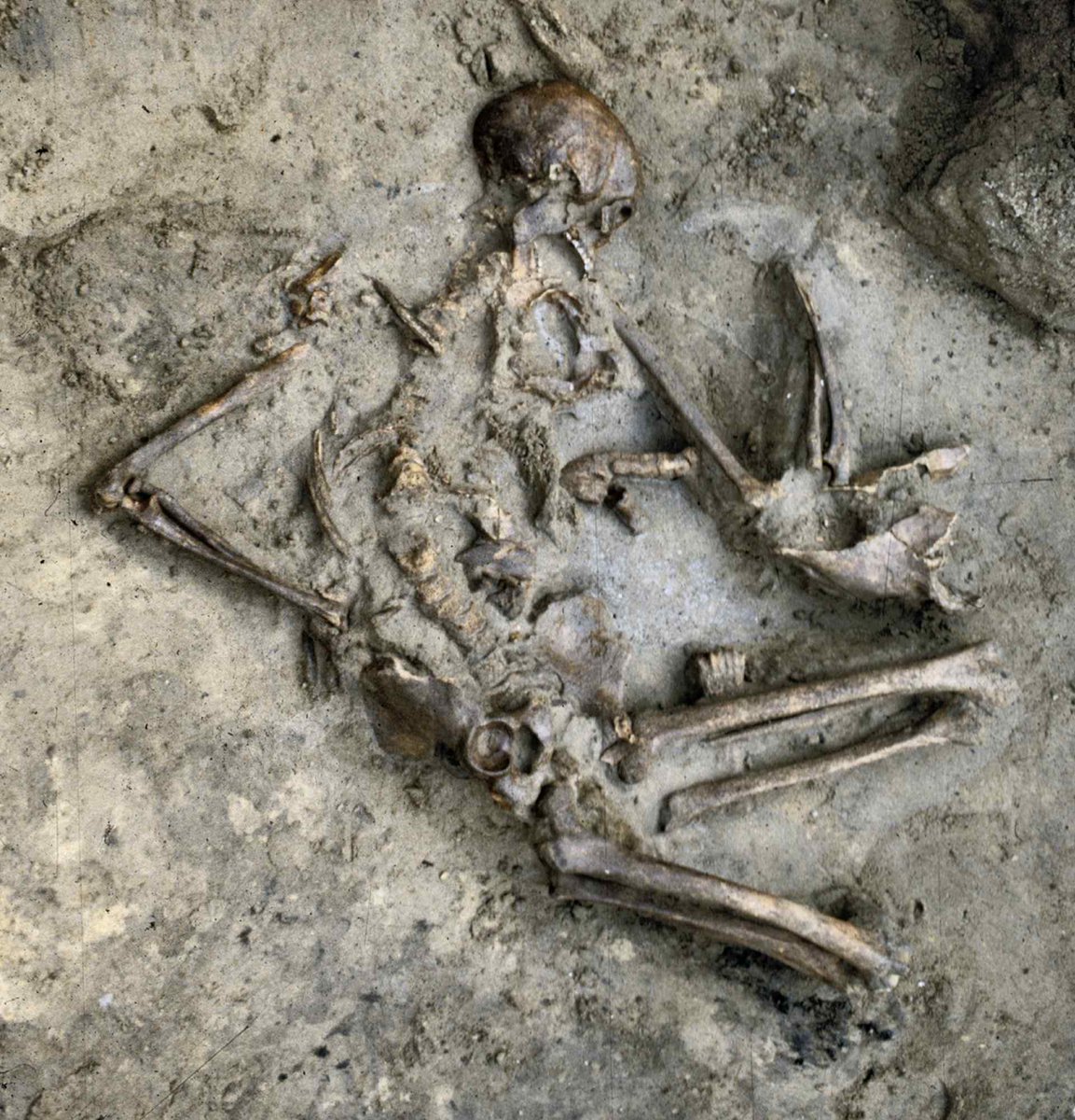 📷 LUISTERTIP In de Verhaal van Gelderland Podcast spreekt René Arendsen conservator Christiaan te Strake (Stedelijk Museum Zutphen) en stadsarcheoloog Michel Groothedde over de Vikingen in Zutphen. Te beluisteren op Spotify en verhaalvangelderland.nl/podcast.