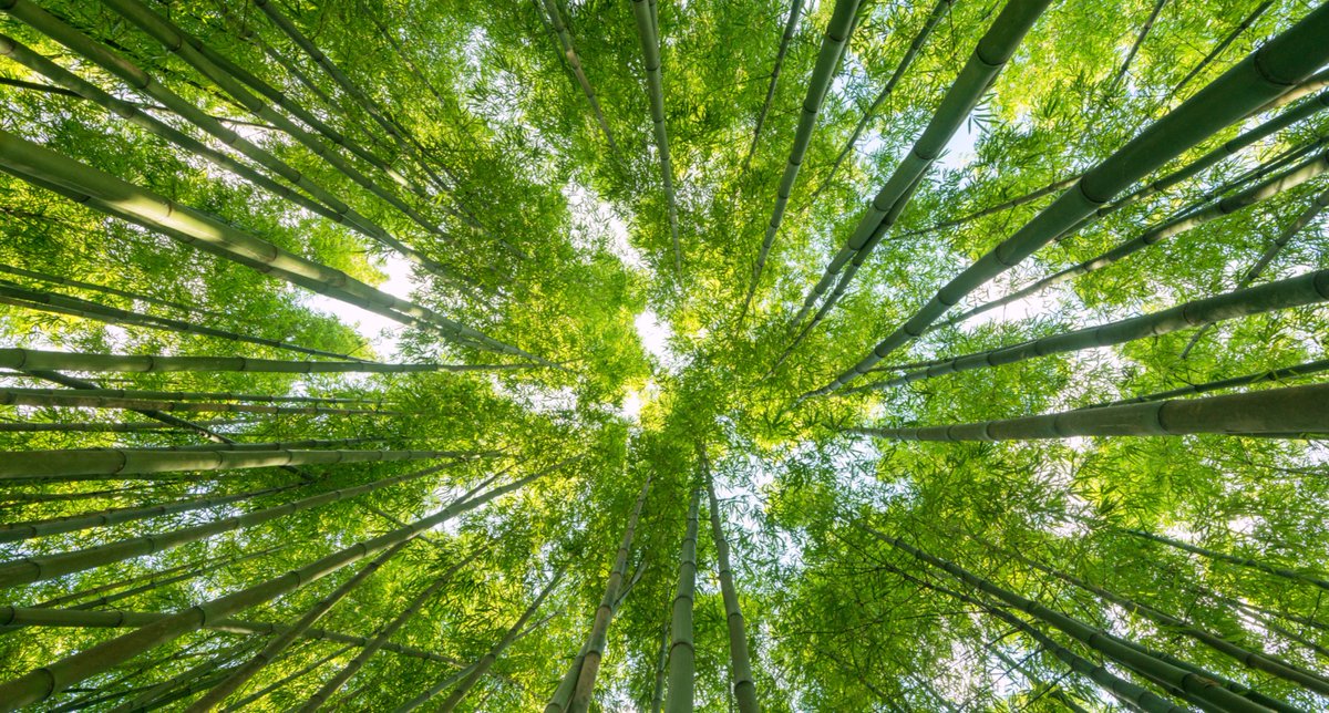 WWF's tweet photo. 🌳#DYK that spending time in #nature has been linked to improved mental and physical well-being? 

Tell us your favourite fact about nature in the comments below! 😍👇 https://t.co/2erNixr451