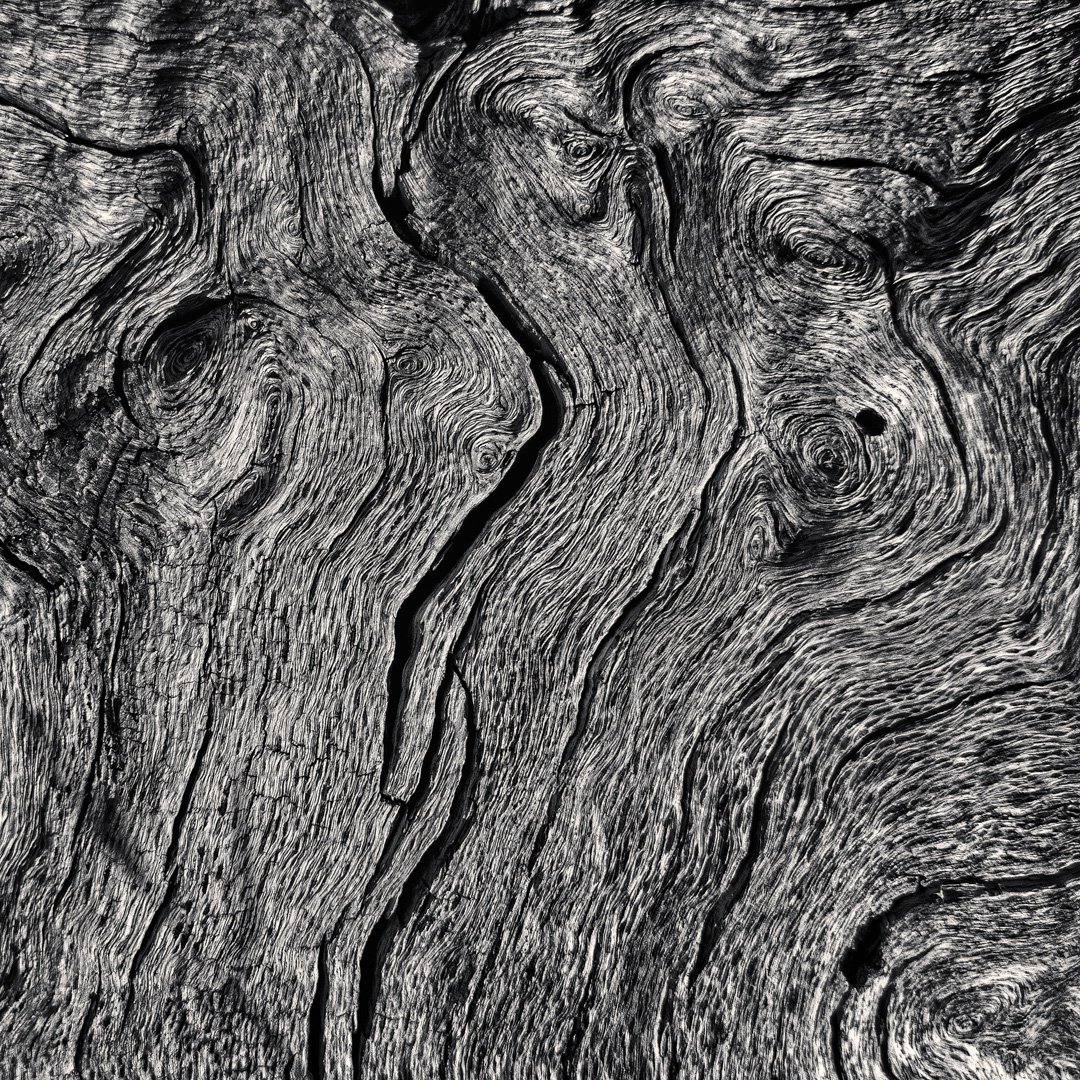 MrMocata's tweet photo. Detail of a long dead oak stump. Unknown species due to the condition, but given its location, it’s almost certainly Quercus kelloggii. https://t.co/L396m60bVh