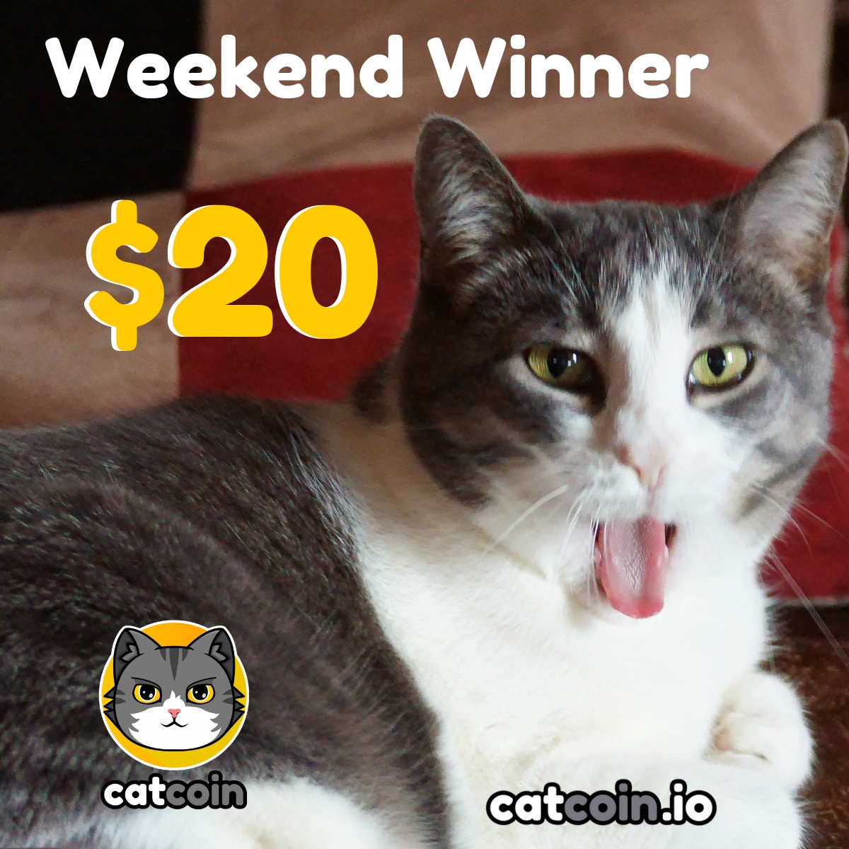 officialcatcoin's tweet photo. WEEKEND WINNER - $20

• Follow @officialcatcoin
• Retweet
• And comment #Catcoin #BUSD #giveaway

Ends August 12th at 8am UTC https://t.co/Vh6yRshhHi
