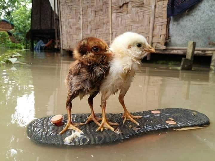 Shahida Khan tweet media