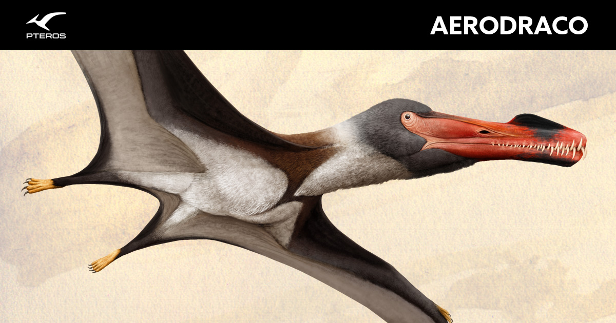 flyingreptiles's tweet photo. New pterosaur! Aerodraco is an ornithocheirid #pterosaur from the fossil-rich Late Cretaceous Cambridge Greensand Formation of England.

Art by Joshua Tedder
Text by Henry Thomas

https://t.co/AkSmPdHyJb https://t.co/ZOPtsgeUrs