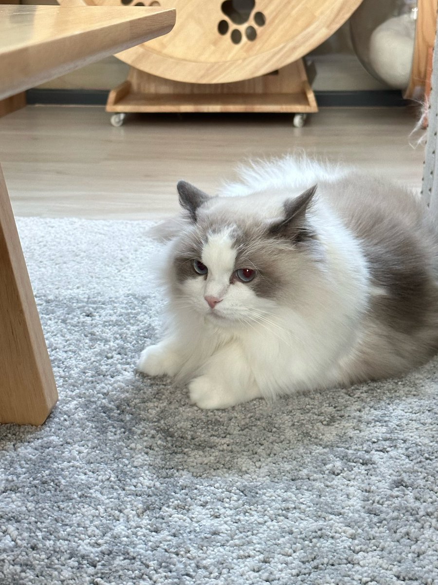 Bonusiie's tweet photo. ถ่ายง่าย ไม่ค่อยขยับตัวเยอะ https://t.co/cBGJlO9aJN
