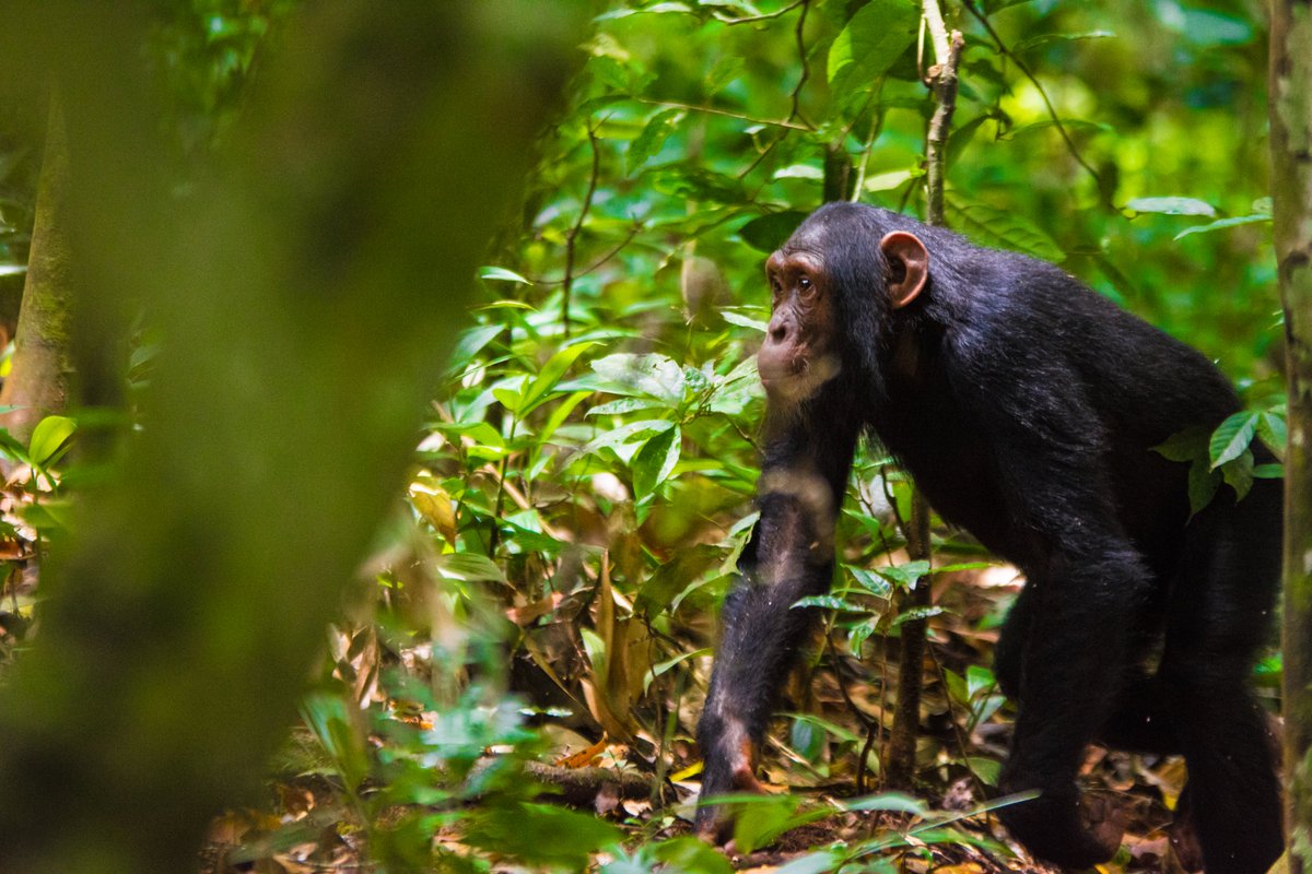 InfoOffroad's tweet photo. Kibale National Park #uganda for memorable chimpanzee trekking experiences. #chimpanzeetrekking  #primatesafaris #ugandasafaris https://t.co/5ztN5IA9lh