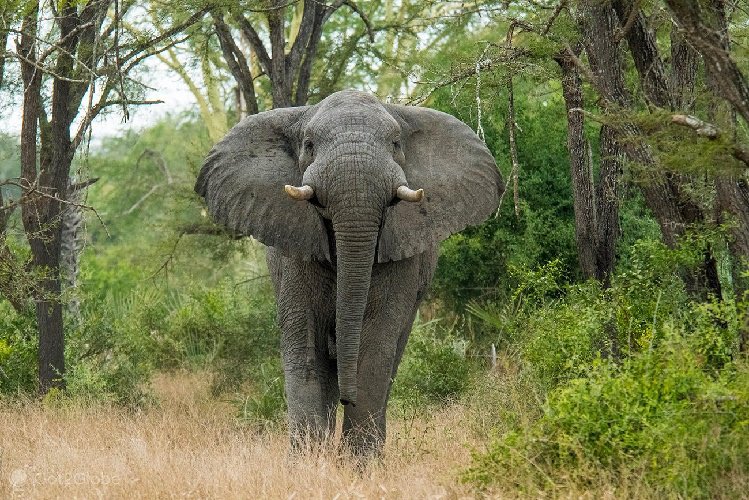 ONUMocambique's tweet photo. “Moçambique é um país lindo com gente bonita com uma riqueza de biodiversidade marinha e terrestre que precisamos de capitalizar”
- Catherine Sozi, Chefe da #ONU🇲🇿, no lançamento do Plano de Gestão e Negócios da Reserva da Biosfera das #Quirimbas https://t.co/TLXZGCSNOO