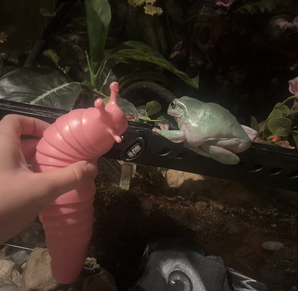 silly_spine's tweet photo. hoooooly fcckk…
#slugmo #frogs #frogattack #hegothim #uhoh #crying #sad #emotional #slimecicle https://t.co/iHaDKIFZSe