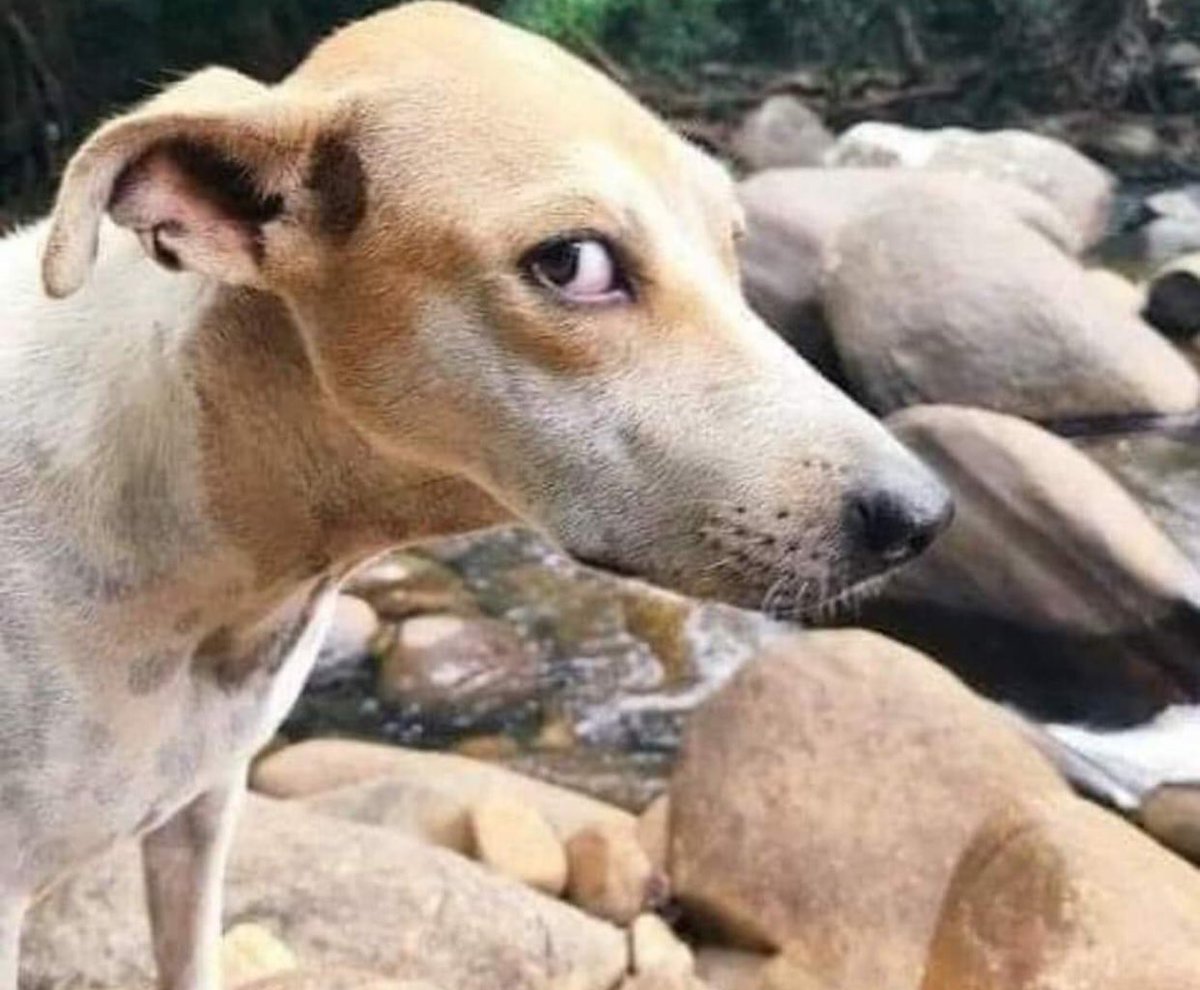 YA_JOE_😍🇨🇩 tweet media