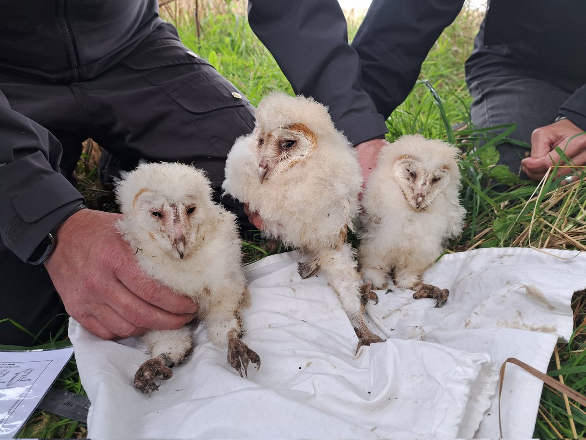 ngillis20@gmail.com tweet media