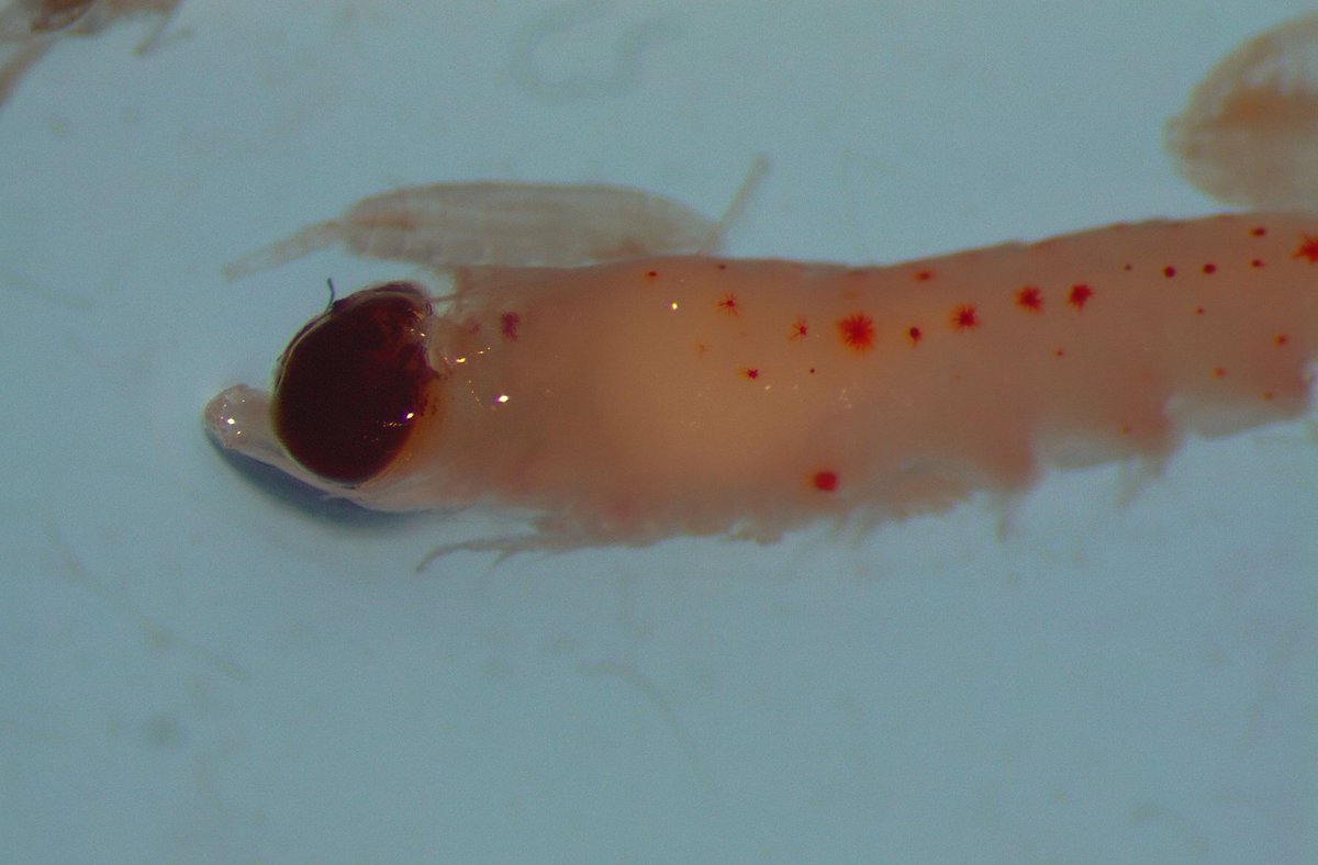 RhianTaylor's tweet photo. Happy #WorldKrillDay! I have several krill species in my zooplankton samples, so here's a selection of photos from when I was looking at the morphology while I work on the molecular side of things! https://t.co/ssu2EM0er7