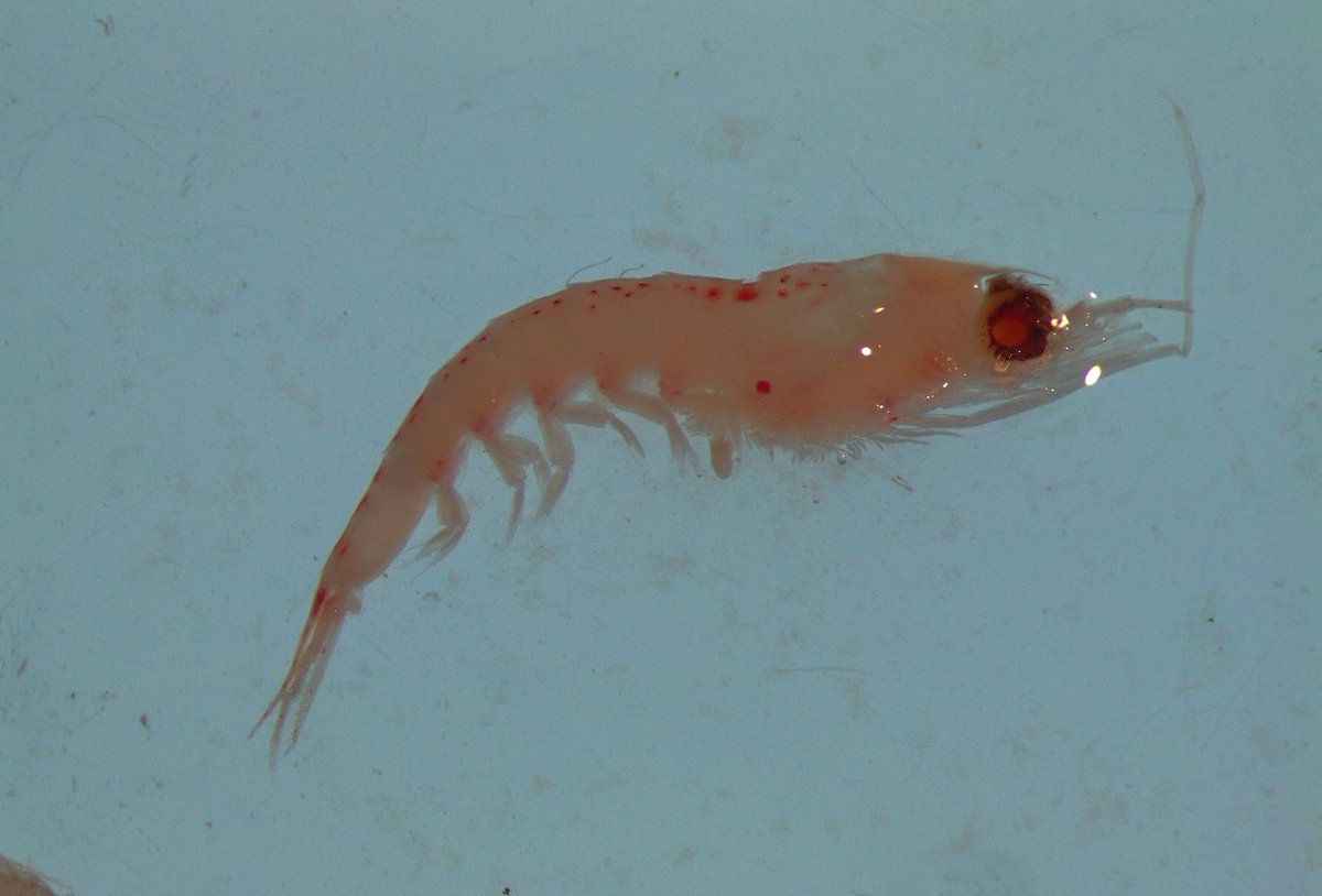 RhianTaylor's tweet photo. Happy #WorldKrillDay! I have several krill species in my zooplankton samples, so here's a selection of photos from when I was looking at the morphology while I work on the molecular side of things! https://t.co/ssu2EM0er7