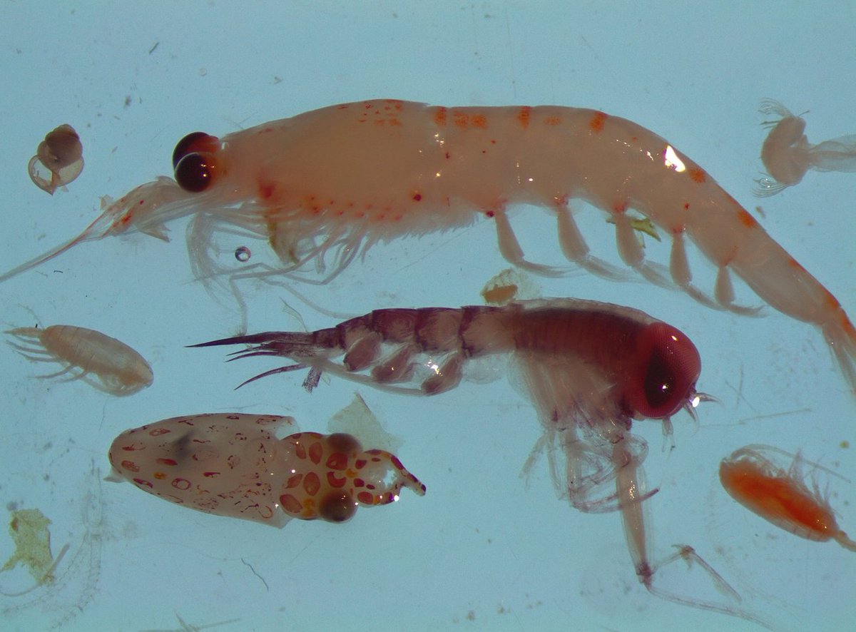 RhianTaylor's tweet photo. Happy #WorldKrillDay! I have several krill species in my zooplankton samples, so here's a selection of photos from when I was looking at the morphology while I work on the molecular side of things! https://t.co/ssu2EM0er7