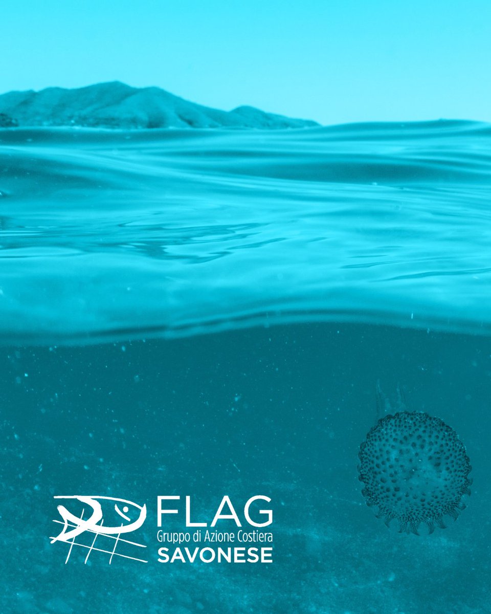 Sostenere la pratica della pesca sostenibile che tenga in considerazione l'ambiente, che sia efficiente nell'uso delle risorse, caratterizzata dall'innovazione e dalla competitività, nonché fondata sulla conoscenza. 🐠🦐

#ReteNazionaleDeiFlag #FlagSavonese