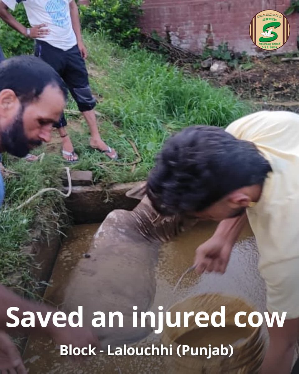 GreenSwelfares's tweet photo. Applause to Shah Satnam Ji Green 'S' Welfare Force Wing volunteers for their courageous effort in rescuing a stranded cow and providing much-needed medical treatment, inspired by the teachings of Saint Dr. MSG Insan. Their dedication embodies compassion in action. #AnimalWelfare #MedicalTreatment #DeraSachaSauda