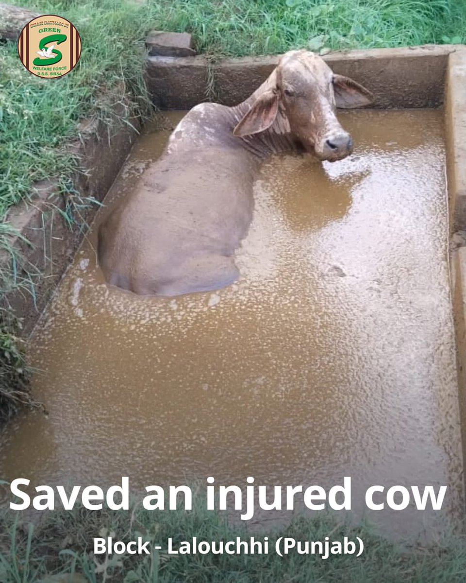 GreenSwelfares's tweet photo. Applause to Shah Satnam Ji Green 'S' Welfare Force Wing volunteers for their courageous effort in rescuing a stranded cow and providing much-needed medical treatment, inspired by the teachings of Saint Dr. MSG Insan. Their dedication embodies compassion in action. #AnimalWelfare #MedicalTreatment #DeraSachaSauda