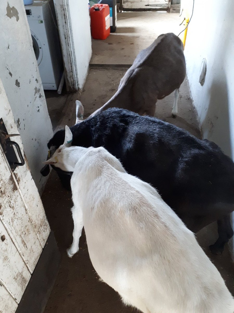 Old Lady Breakfast Time 😊. Our most senior goat Patsy (15+) generously allows two of the other old dears to share her special breakfast. Marigold (12+) nearest to camera and JoJo (13+) in the middle