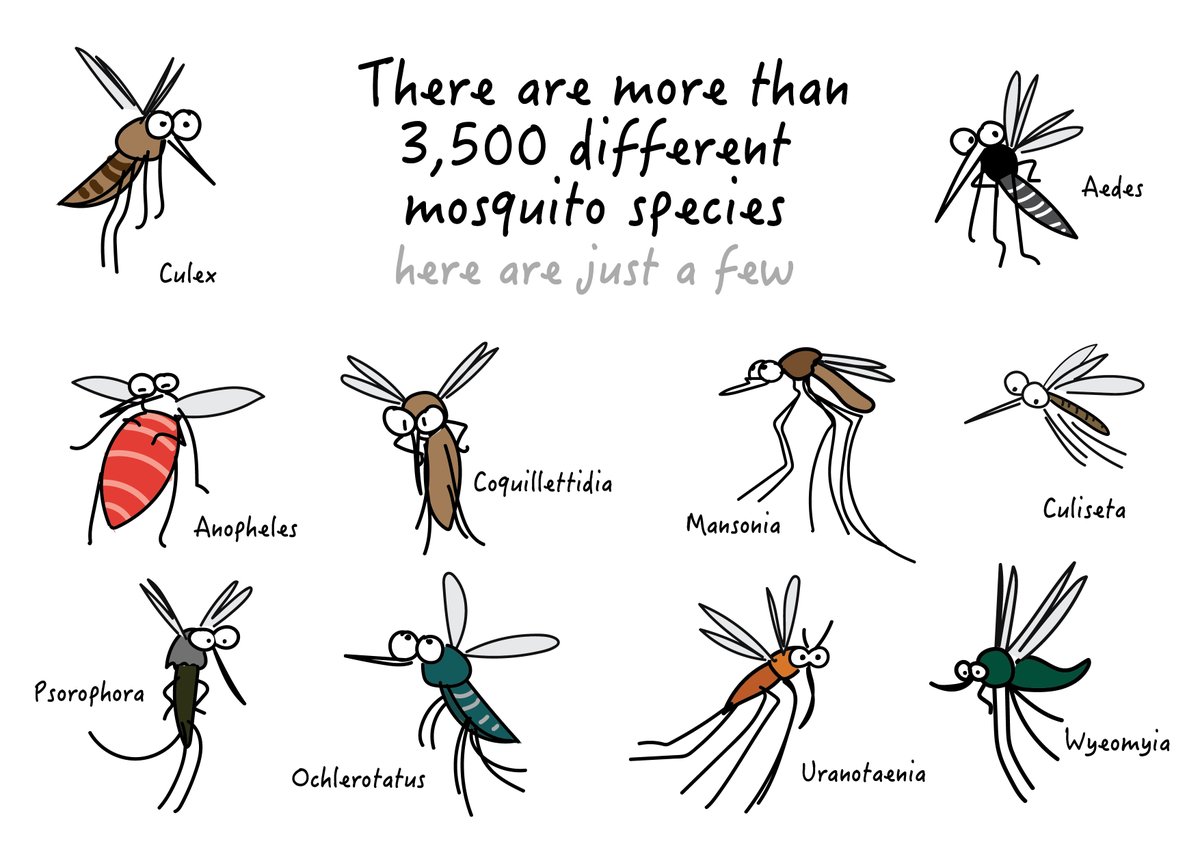 🦟 #FunFactFriday: There are over 3,500 #mosquito species buzzing around the globe! 🌍 Can you identify which ones carry human diseases? Drop your answers below!  #MosquitoFacts
