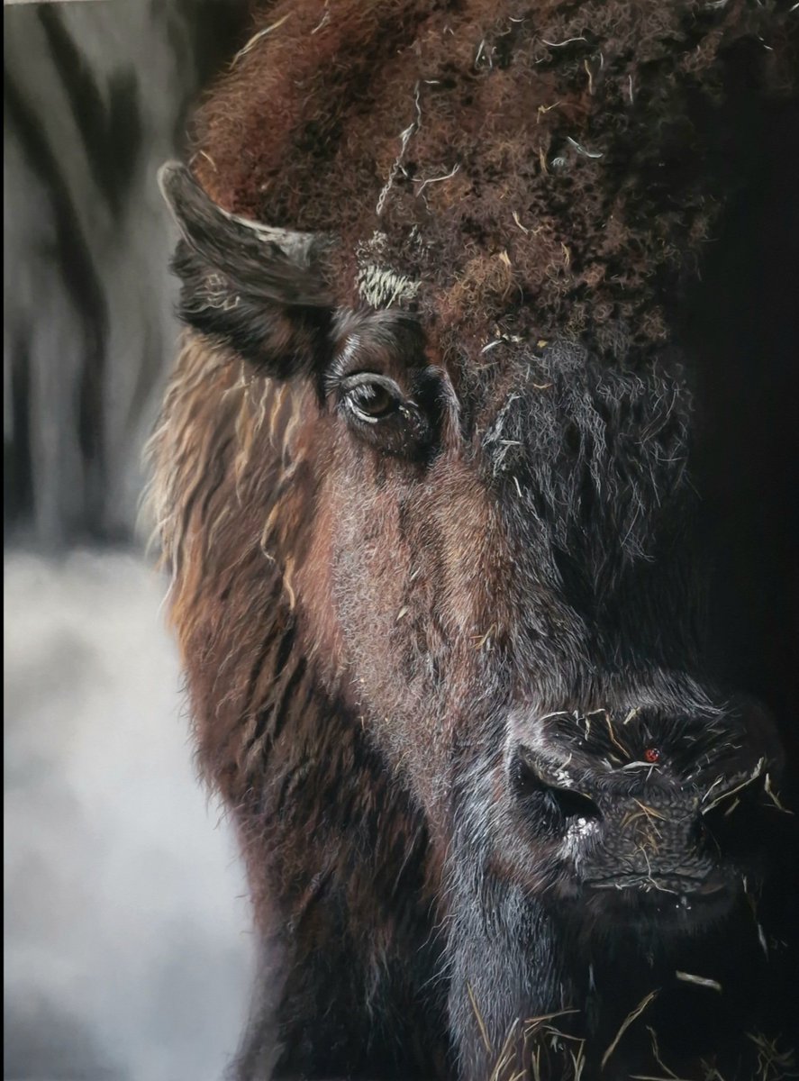 My finished bison ,pastels on pastelmat 70x50cm.Wish you all beautiful day ❤
#pastelartwork #pastelpencils #wildlifeartivism #wildlifeartwork #softpastels #pastelartist #realism