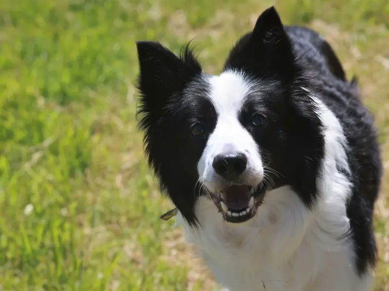 AdoptionsUk's tweet photo. Please retweet to help Scamp find a home #NEWBURY #BERKSHIRE #UK 

Beautiful Border Collie aged 10. He can live with children aged 12+. He is nervous around other dogs so needs to be the only pet. He loves tennis balls 🐶🎾

DETAILS or APPLY👇
https://t.co/4gQrXpnNSt
#Collie https://t.co/OkXLhhhgKg