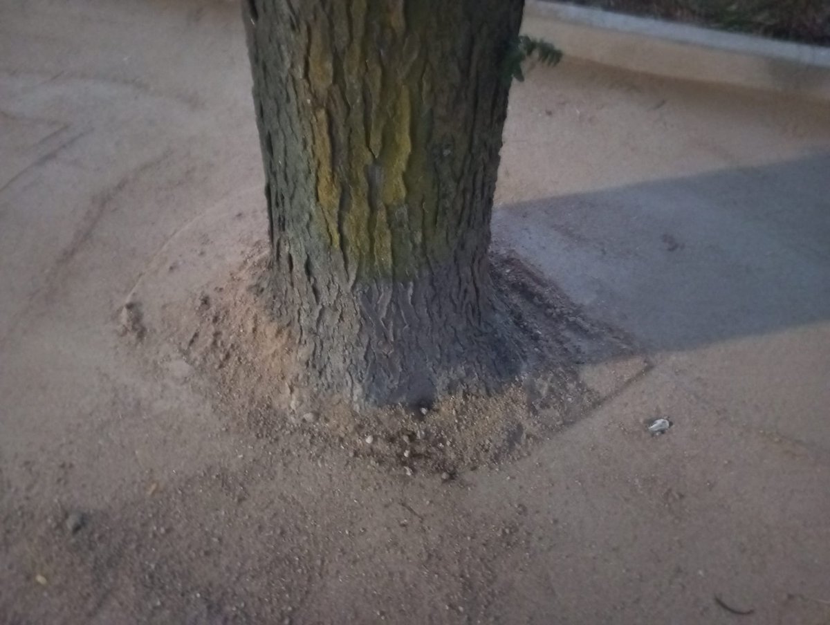 ArbolMesa's tweet photo. Nos están pavimentando los arboles del #ParquedelasCruces, que Ingeniero de Montes firma ese esperpento de "REFORMA INTEGRAL, es un daño medioambiental sin precedentes a los arboles del paseo y encima los cubren con arena de miga que es super compactante
#SalvemosNuestrosParques https://t.co/lCxtrIyCY9