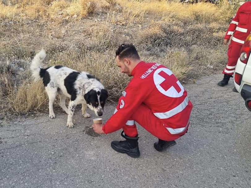 BritishRedCross's tweet photo. Since the devastating wildfires began, Greek Red Cross volunteers have been assisting firefighters and evacuees with first aid, food and water - not forgetting the furry friends in need too.🐶 

#FeelGoodFriday https://t.co/bZjIvEqpZh