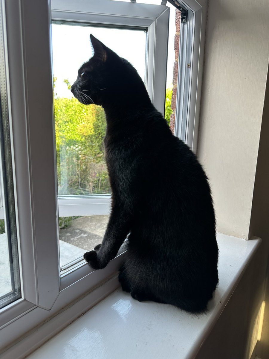 TheCatBabies's tweet photo. Bat: Busy #hedgewatch today friends https://t.co/msLwwnIJ9s