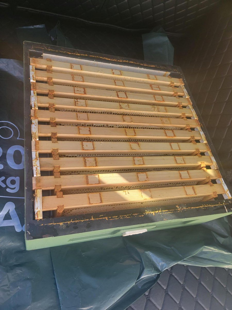 WelshMountainZo's tweet photo. 🐝 Our partnership with Colwyn Bee Honey is off to a great start! 🐝
👉 We've now added extra housing to ensure our bees have more room to thrive, and we're seeing excellent results already! 🐝
#BeeUpdate #ColwynBee #SupportingConservation #WelshMountainZoo #NationalZooOfWales https://t.co/w0zpG4HneJ